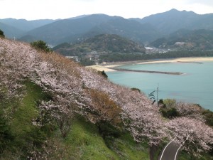 白鶴浜桜